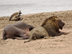 Male Lion near a Hippo carcass