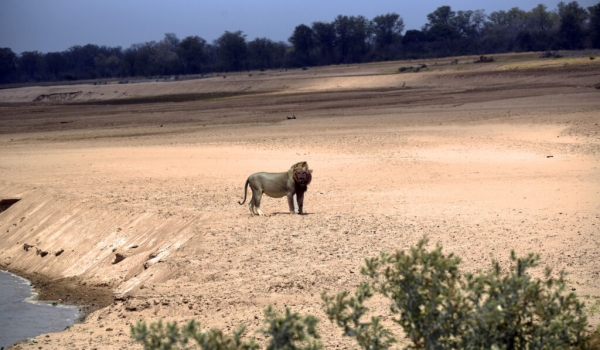 Male Lion with the South Luangwa River landscape