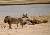 Male and female Lion near a Hippo carcass