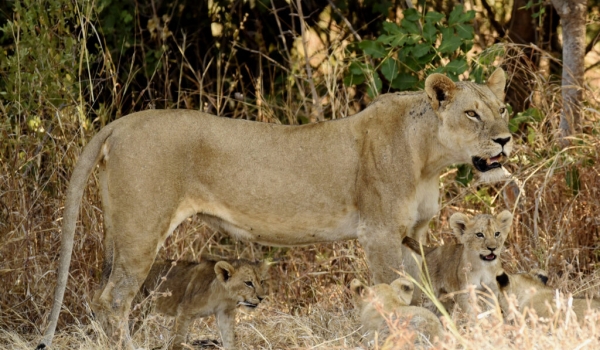 Mother Lion and her cubs