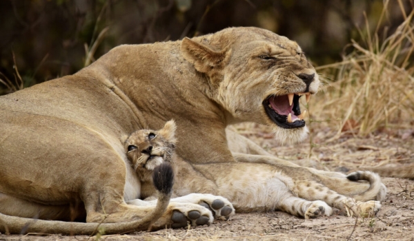 Mother Lion who don’t want to give milk….