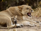 Mother Lion who don’t want to give milk….