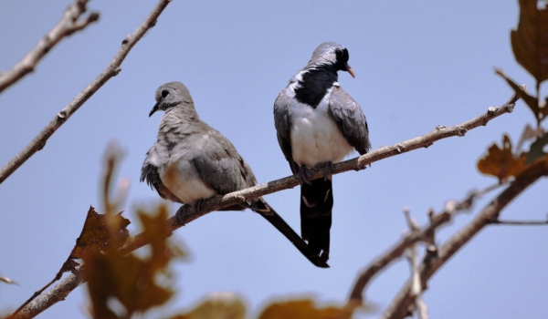 Namaqua Dove female (left) and male (right)