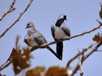 Namaqua Dove female (left) and male (right)