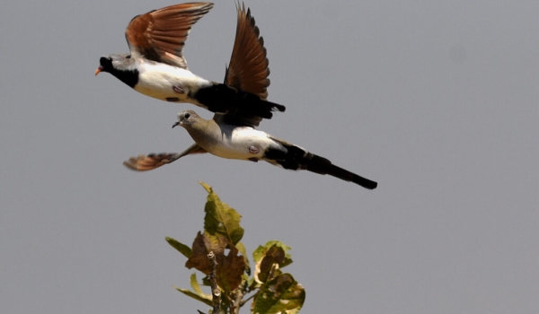 Namaqua Dove female (right) and male (left)