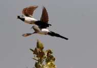 Namaqua Dove female (right) and male (left)