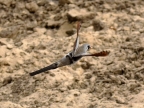 Namaqua Dove – male