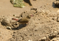 Red-billed Firefinch – female