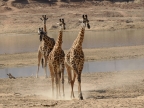 Thornicroft’s Giraffes near the Luangwa River