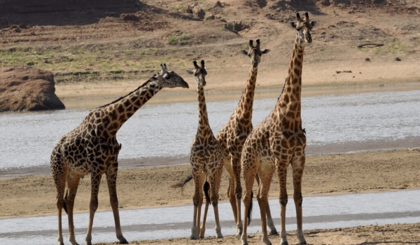 Thornicroft’s Giraffes near the Luangwa River