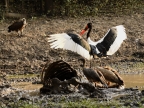 Saddle-billed Stork – f & White-backed Vultures on Buffalo carcass