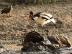 Saddle-billed Stork – f & White-backed Vultures on Buffalo carcass