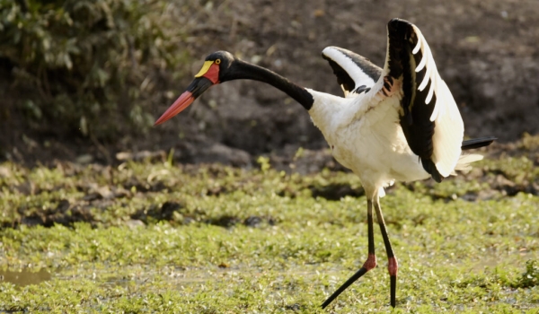 Saddle-billed Stork – female