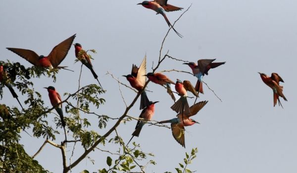 Southern Carmine Bee-eaters