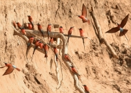 Southern Carmine Bee-eaters nesting along the Luangwa River bank