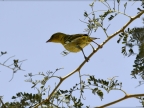 Southern Masked Weaver – female