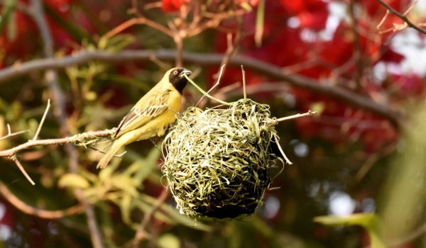 Southern Masked Weaver – male making his nest