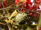 Southern Masked Weaver – male making his nest