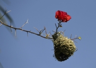 Southern Masked Weaver nest  & a Bougainvillea flower