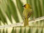 Spectacled Weaver – female