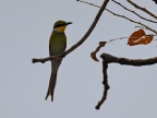 Swallow-tailed Bee-eater – migratory bird