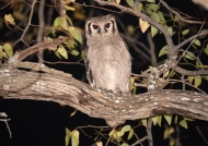 Verreaux’s Eagle-owl