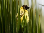 Village Weaver (ssp nigriceps) – male