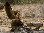 White-backed Vultures on the Buffalo carcass