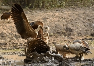 White-backed Vultures on the Buffalo carcass