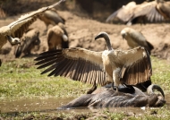 White-backed Vulture shows dominance behavior on the Bufallo carcass