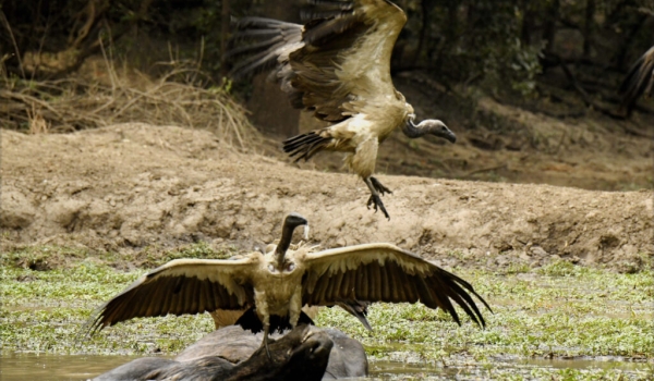 White-backed Vulture shows dominance behavior on the Bufallo carcass