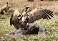 White-backed Vulture shows dominance behavior on the Buffalo carcass