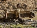 White-backed Vulture shows dominance behavior on the Buffalo carcass