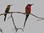 White-fronted Bee-eater and Southern Carmine Bee-eater