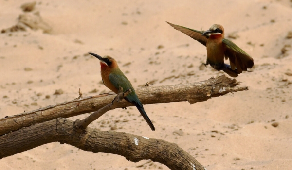 White-fronted Bee-eaters