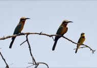 White-fronted Bee-eaters and Little Bee-eater (right)