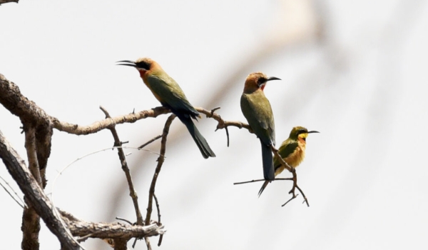 White-fronted Bee-eaters (left) and Little Bee-eater (right)