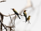 White-fronted Bee-eaters (left) and Little Bee-eater (right)