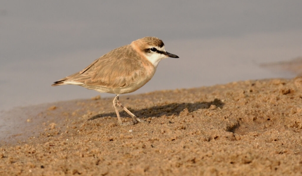 White-fronted Plover (ssp mechowi)