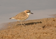 White-fronted Plover (ssp mechowi)