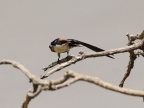 Wire-tailed Swallow