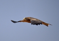 Yellow-billed Kite