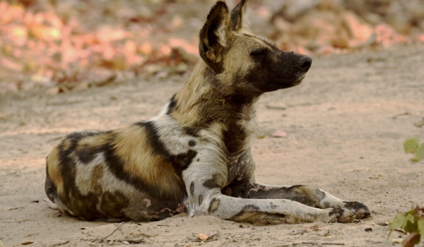 African Wild Dog, also called Cape Hunting Dog or African Painted Dog