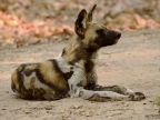 African Wild Dog, also called Cape Hunting Dog or African Painted Dog
