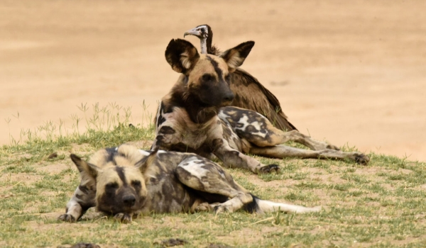 Hooded Vultures follow the Wild Dogs for consoming their faeces (coprophagy)