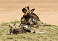 Hooded Vultures follow the Wild Dogs for consoming their faeces (coprophagy)