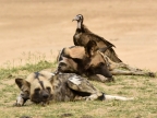 Hooded Vultures follow the Wild Dogs for consuming their faeces (coprophagy)