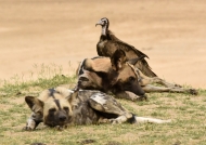 Hooded Vultures follow the Wild Dogs for consuming their faeces (coprophagy)