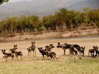African Wild Dogs and the South Luangwa River