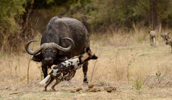 African Wild Dog challenging a male Buffalo